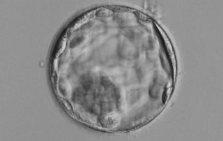 embryoutveckling